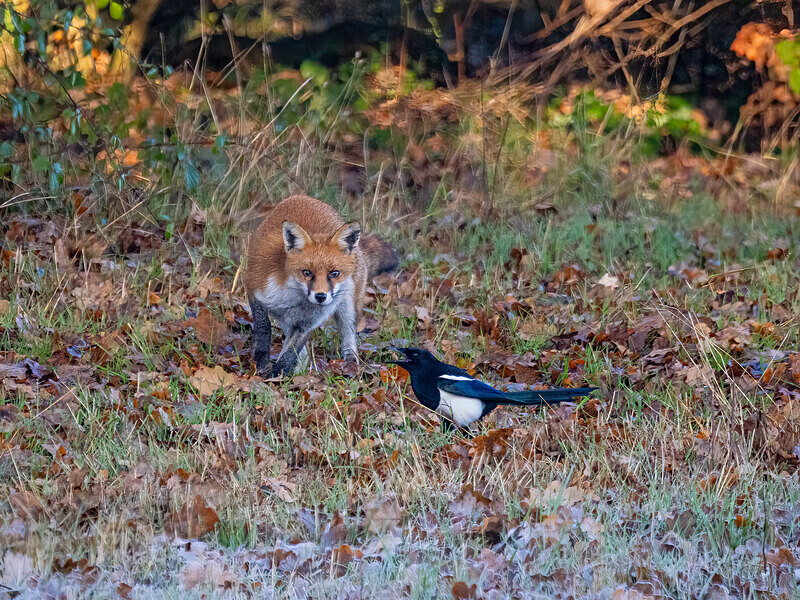 Red Fox - Latest photos