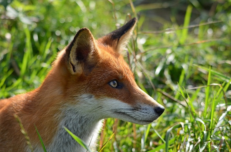 Red Fox - Red Fox