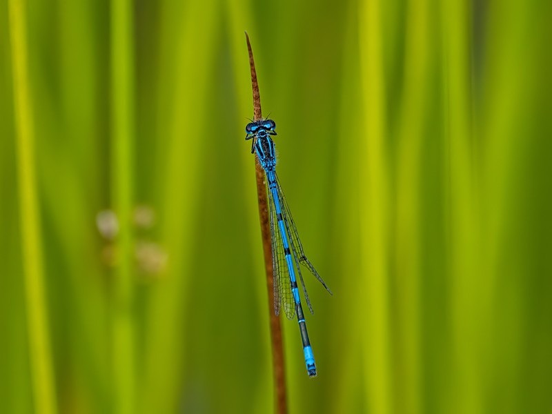Azure Damselfly - Dragonflies and damselflies
