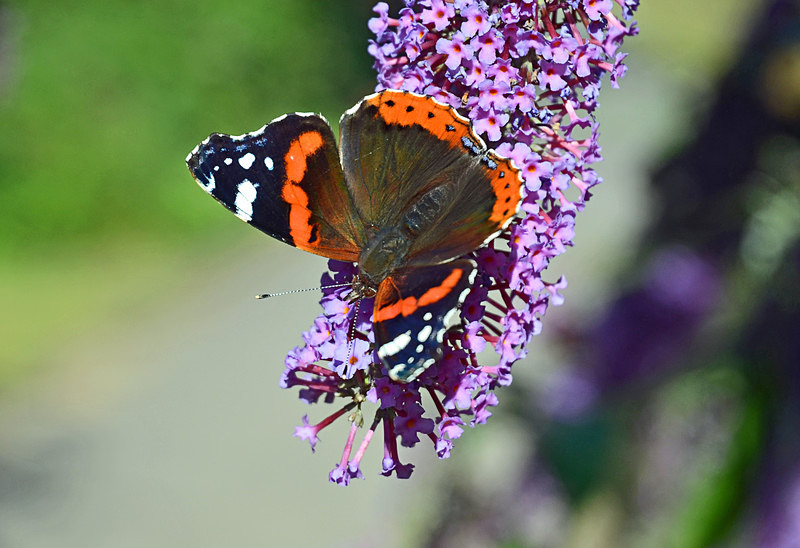 Red Admiral - Butterflies