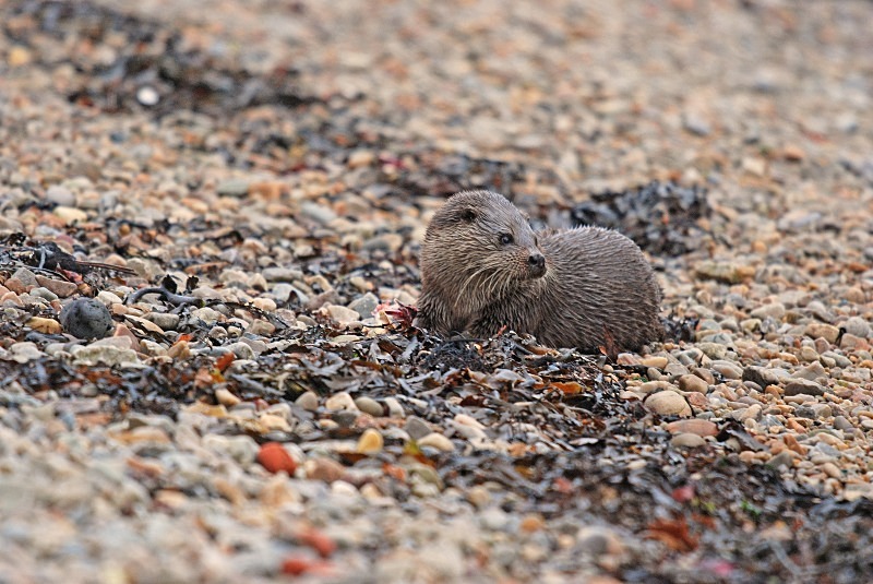 Otter - Otters