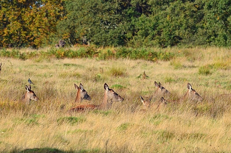 Red Deer - Red Deer