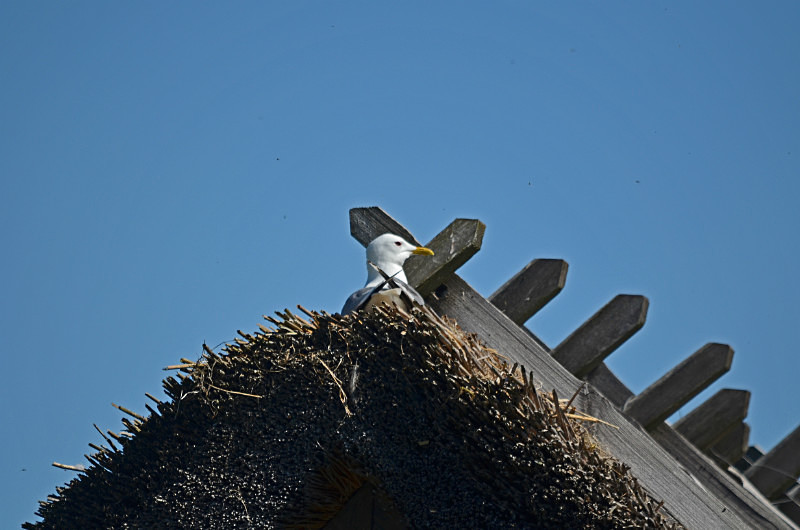 Common Gull - Estonia