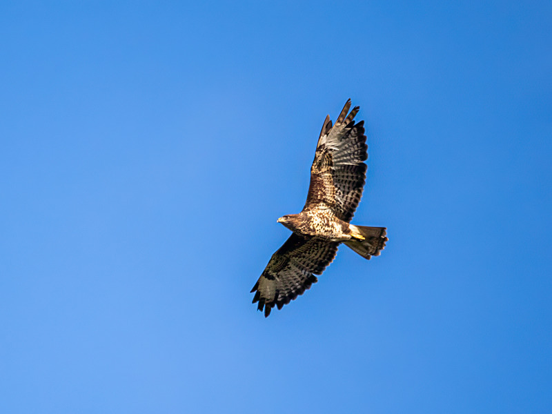 Common Buzzard - Latest photos