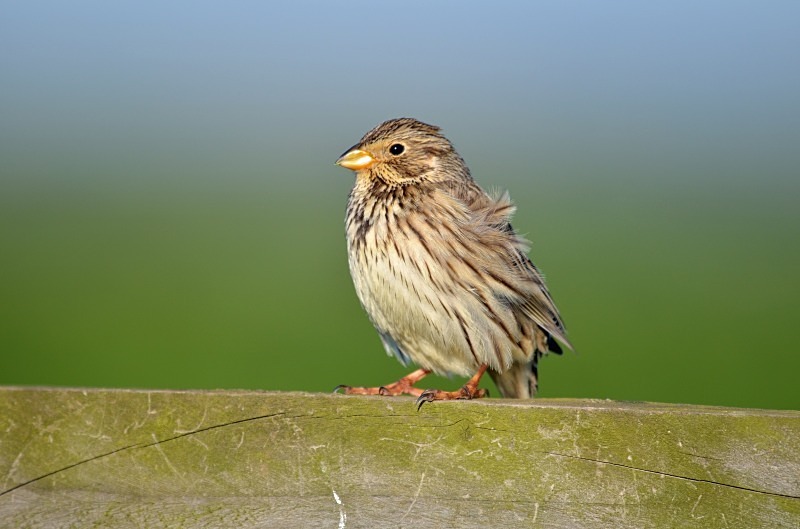 Corn Bunting - Buntings