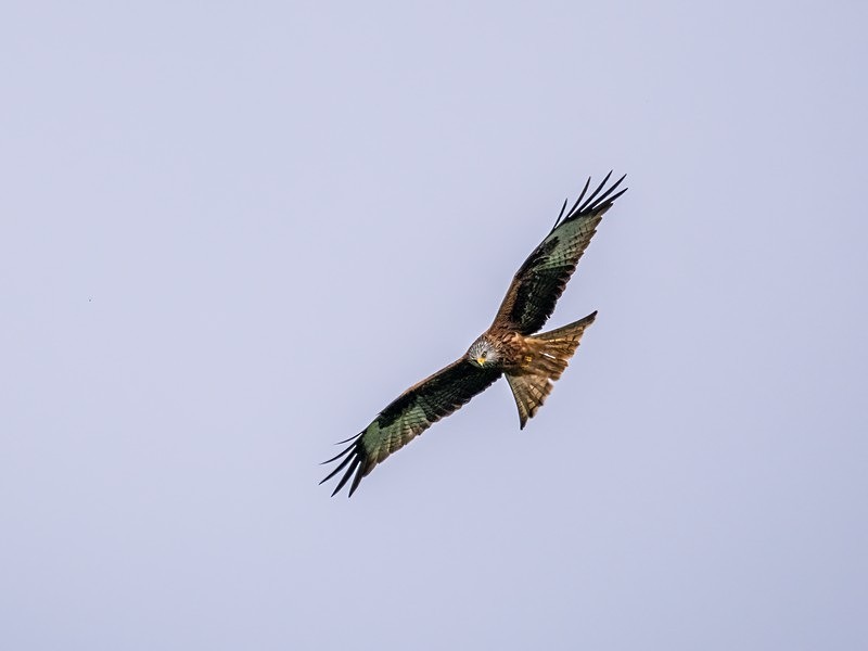 Red Kite - Birds of prey