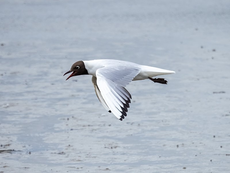 Black-headed Gull - Gulls