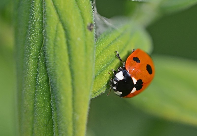 Seven-spot Ladybird - Insects, beetles, spiders, etc.