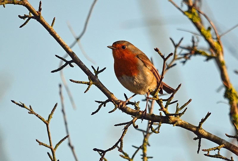 Robin - Robins