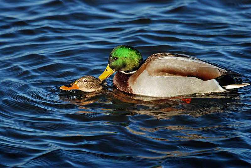 Mallards - Dabbling ducks