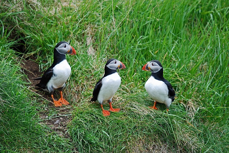 Puffins - Puffins