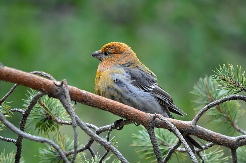 Pine Grosbeak - North Finland - part 1