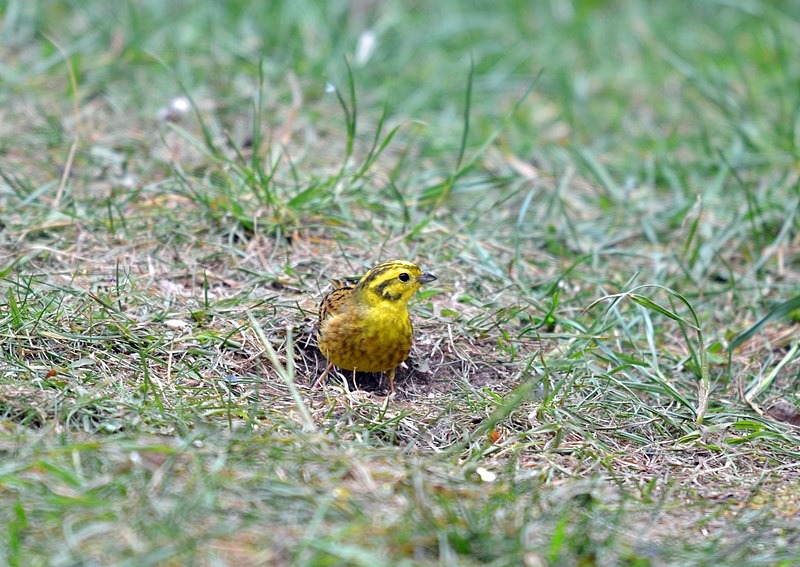 Yellowhammer - Buntings