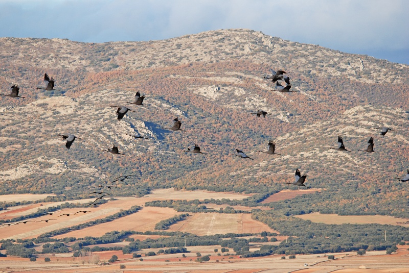 Common Cranes - Aragon