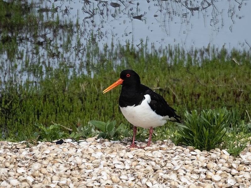 Oystercatcher - Oystercatchers