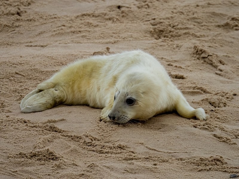 Atlantic Grey Seal - Atlantic Grey Seals