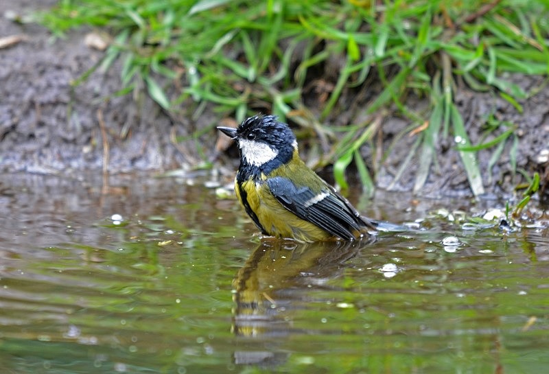 Great Tit - Tits