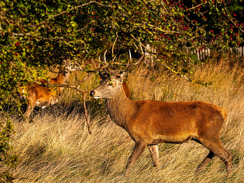 Red Deer - Latest photos