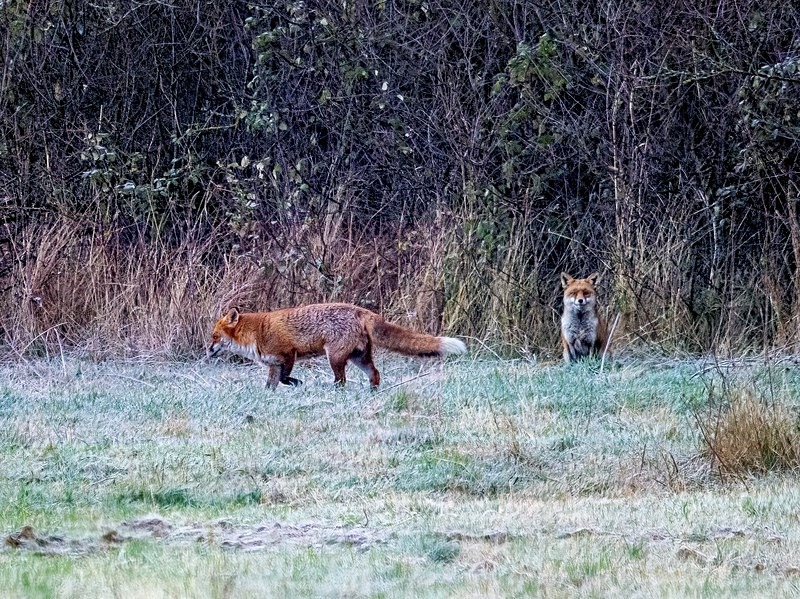 Red Fox - Latest photos