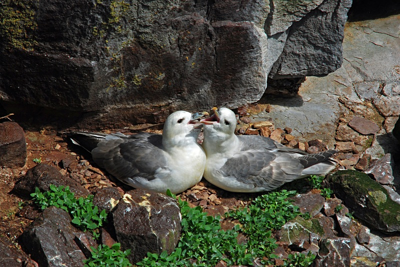 Fulmar - Fulmars