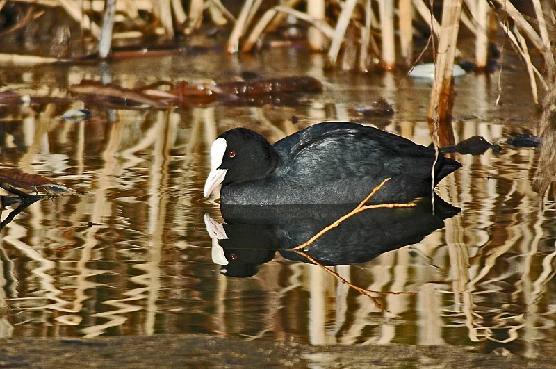 Coot - Crakes and rails