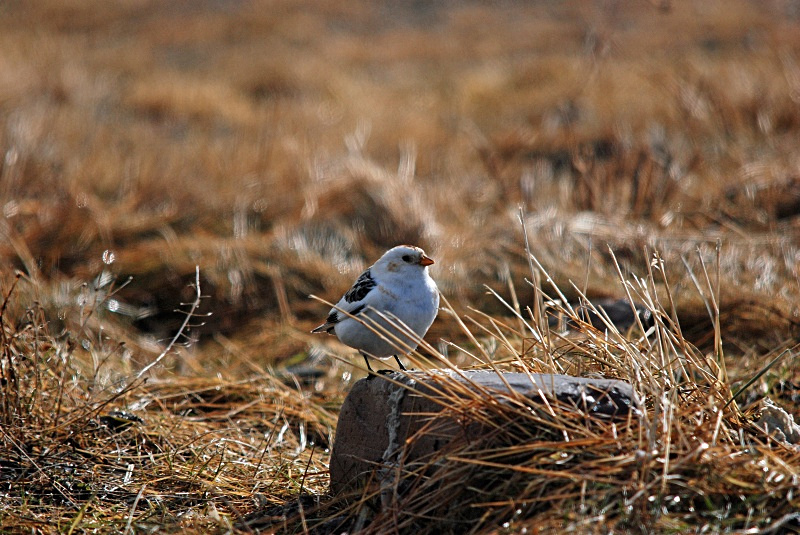 Snow Bunting - Norway