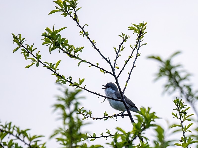 Lesser Whitethroat - Warblers