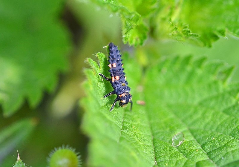 Seven-spot Ladybird larva - Insects, beetles, spiders, etc.