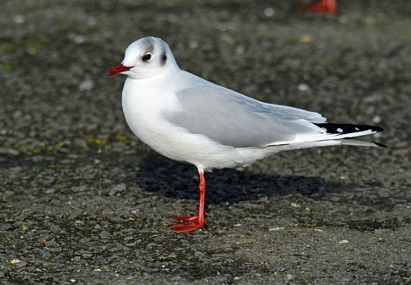 Black-headed Gull - Ireland - January and February 2020