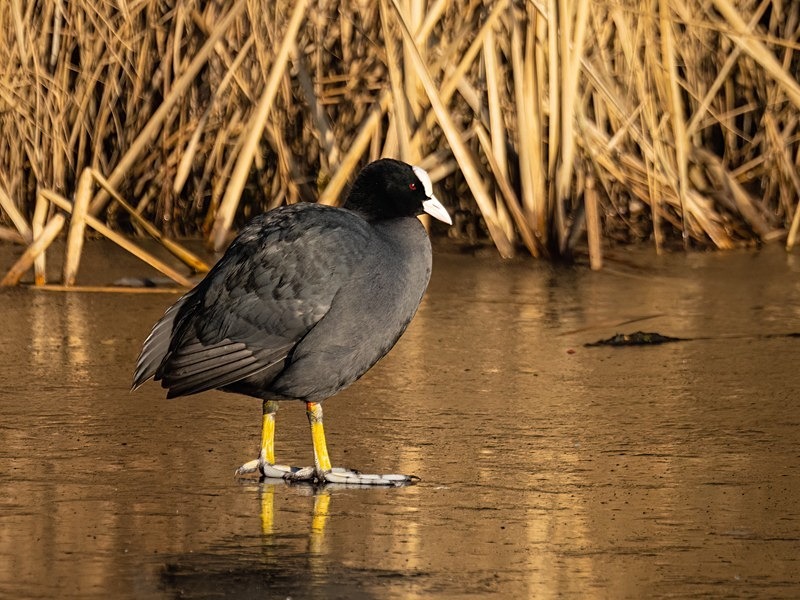 Coot - Crakes and rails