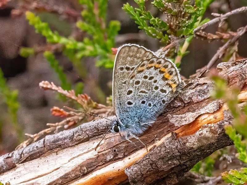 Silver-studded Blue - Butterflies