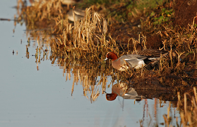Wigeon - Dabbling ducks