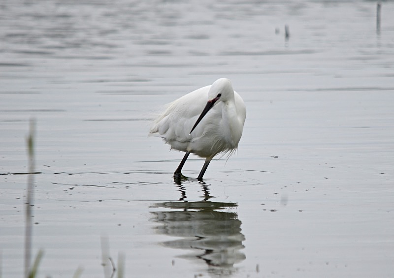 Little Egret - Herons and egrets