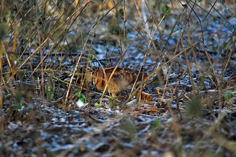 Woodcock - Snipes and woodcocks