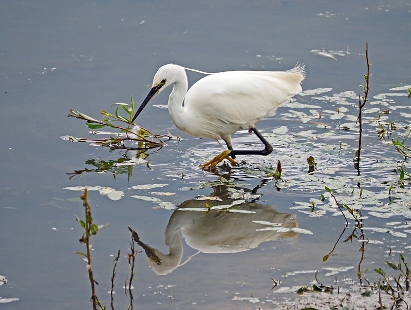 Little Egret - Herons and egrets