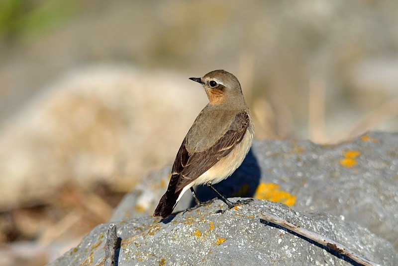 Northern Wheatear - Chats