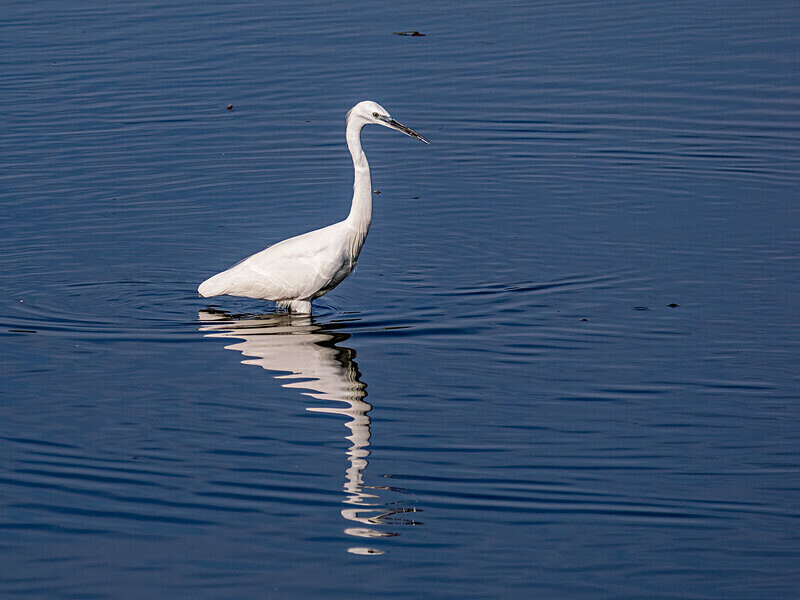 Little Egret - Latest photos