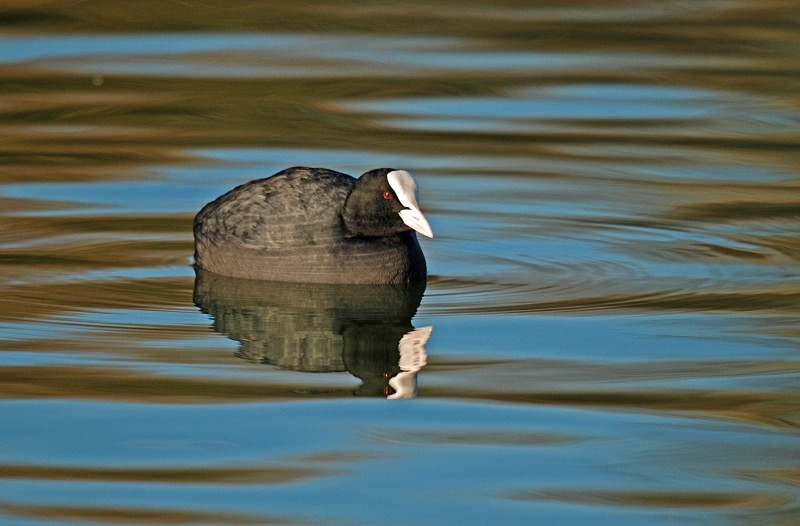 Coot - Crakes and rails