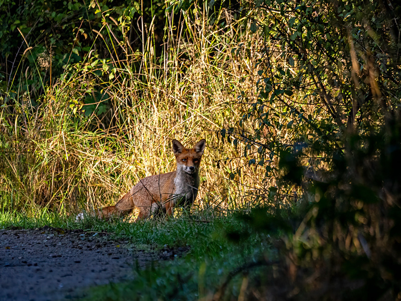 Red Fox - Latest photos