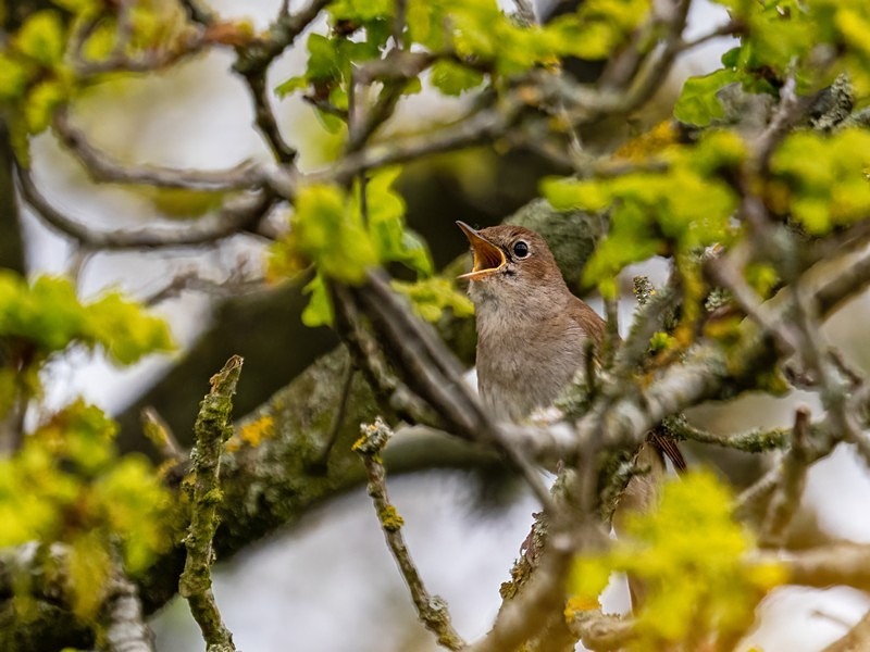 Nightingale - Nightingales