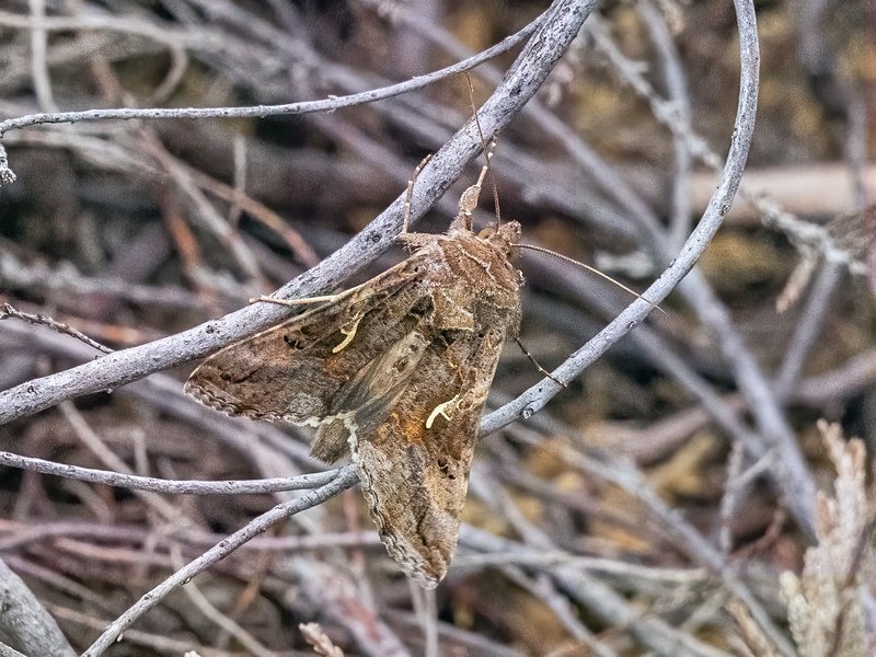 Silver Y - Moths
