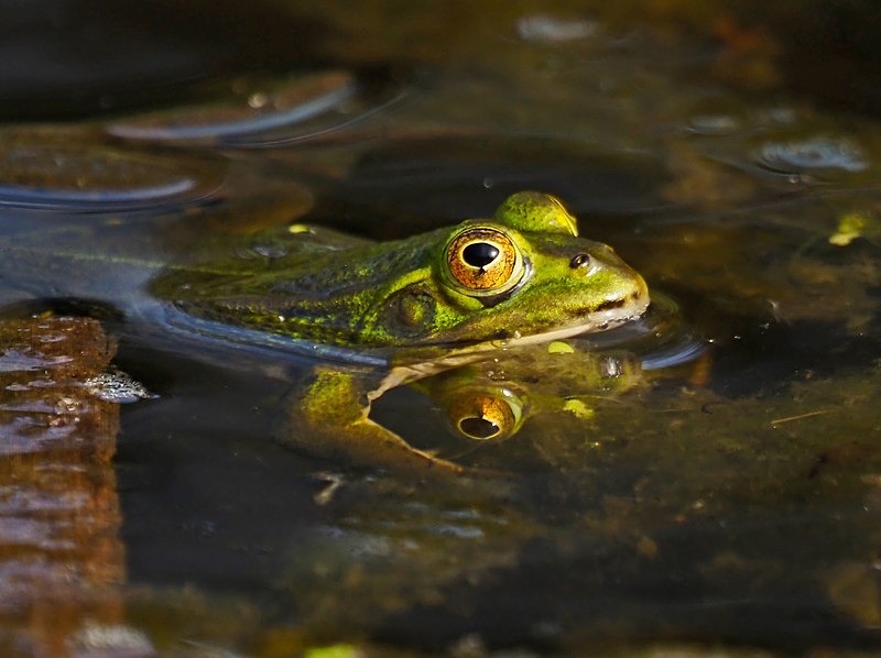 Edible Frog - Frogs and toads
