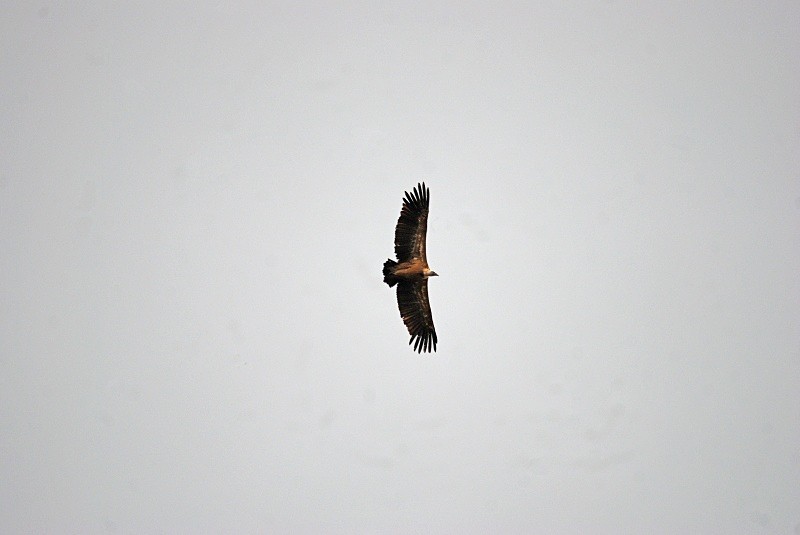 Griffon Vulture - South and north west Spain - September 2010