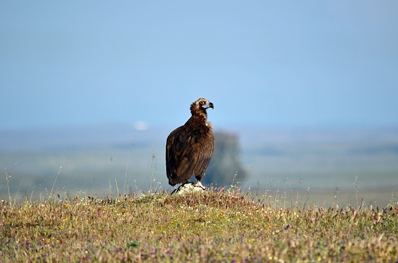 Black Vulture - South and west Spain - April and May 2012