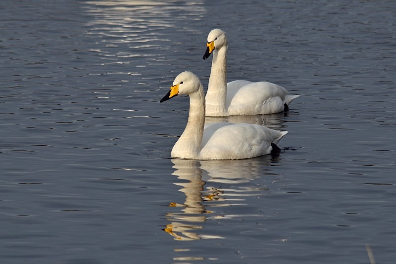 Whooper Swans - Whooper and Bewick's Swans