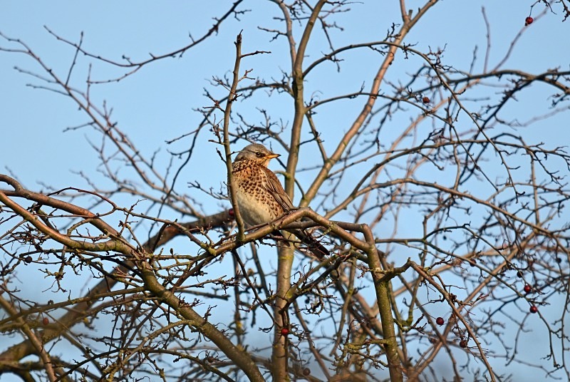 Fieldfare - Thrushes