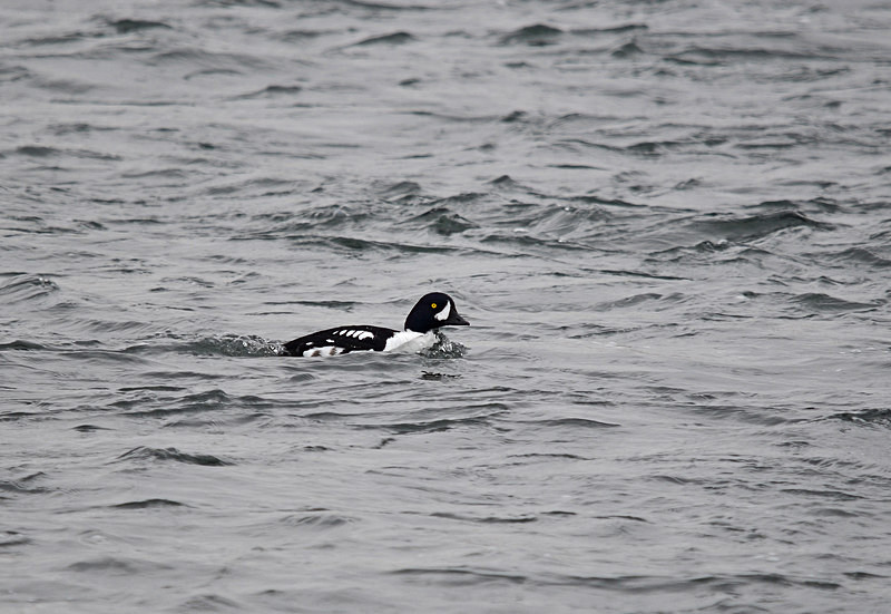 Barrow's Goldeneye - North east Iceland