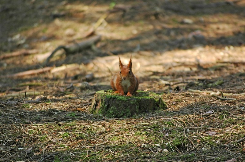 Red Squirrel - Red Squirrels