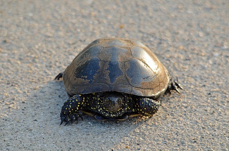 European Pond Terrapin