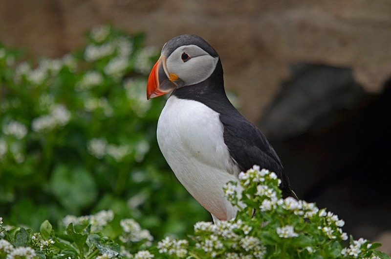Puffin - North Norway